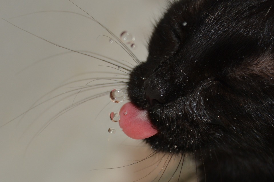 Die schwarze Katze hat die Zunge ausgestreckt und versucht, einen Wassertropfen aufzufangen, der darauf fällt.