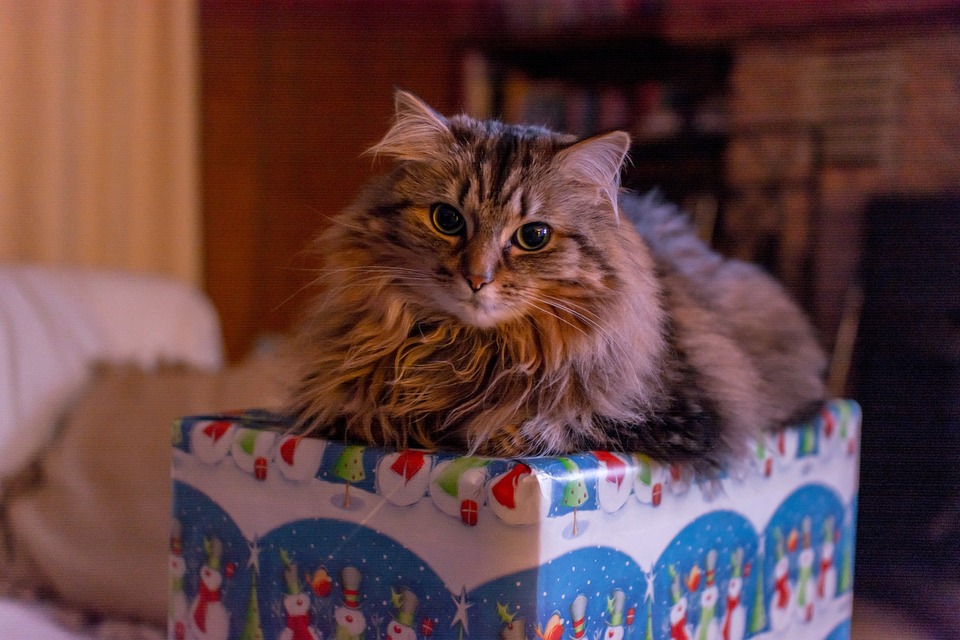Die ängstliche Katze liegt auf einem Geschenk. Weihnachten für Katzen ist nicht einfach. Sie sind mit vielen Stressreizen für Katzen verbunden. Geschenke können helfen, "Weihnachtsstress" zu reduzieren.