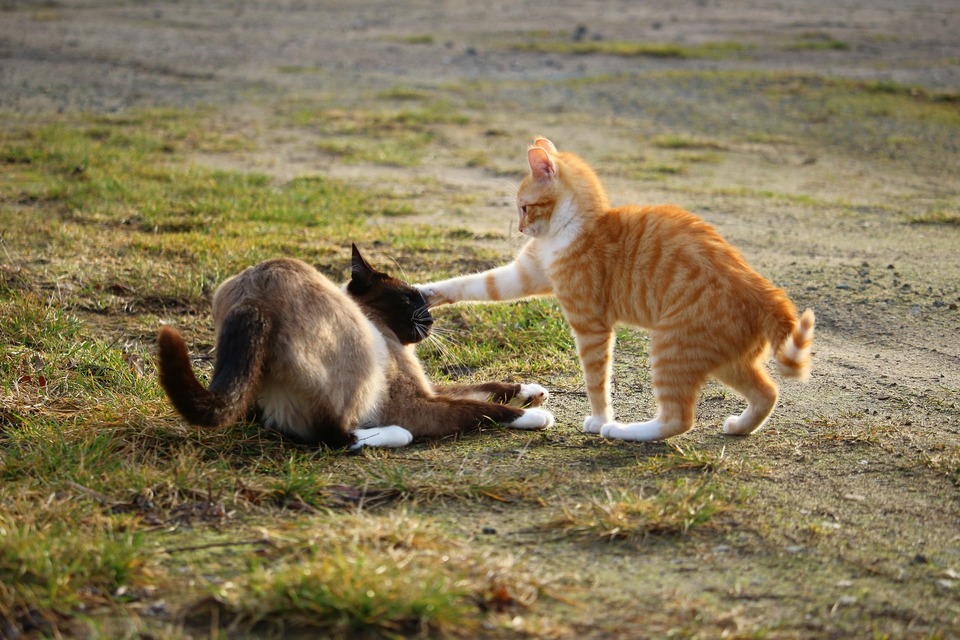 Zwei Katzen kämpfen. Eine Art Thai-Katze liegt auf dem Boden, rot und weiß steht darüber und greift den Kopf mit der Pfote an. Die rot-weiße Katze ist aufgeblasen.