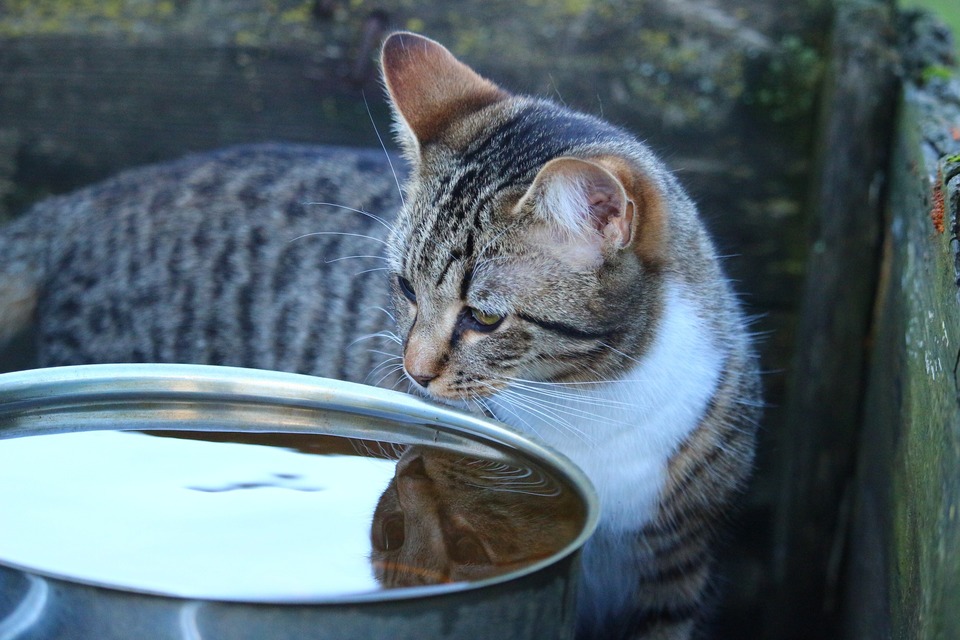 Die Katze versucht aus einer großen Schüssel Wasser zu trinken. Katzen haben von Natur aus selten Durst, daher ist es eine gute Idee, ihnen auch Nassfutter zu geben.