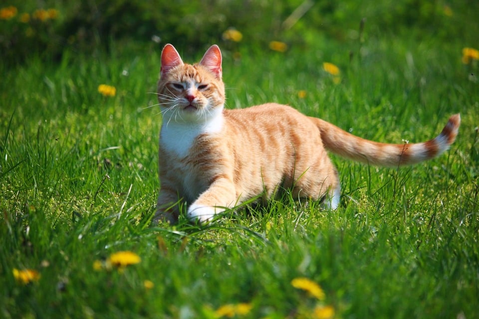 Für eine Katze, die draußen ankommt, gibt es mehr Faktoren, die Niesen verursachen können.