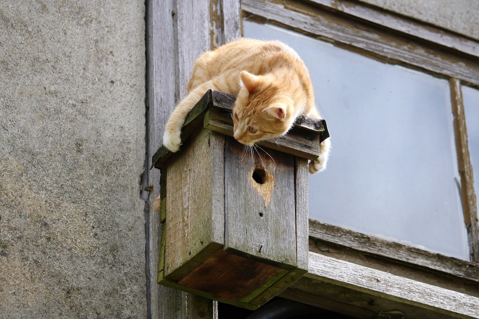 Die Katze fällt nicht auf ihre vier Pfoten. Fenster und Balkone sollten mit Mesh gesichert werden.