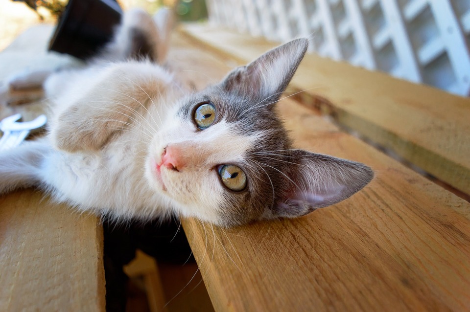 Ein junges Kätzchen mit einem verspielten Aussehen liegt seitwärts und fördert den Kontakt