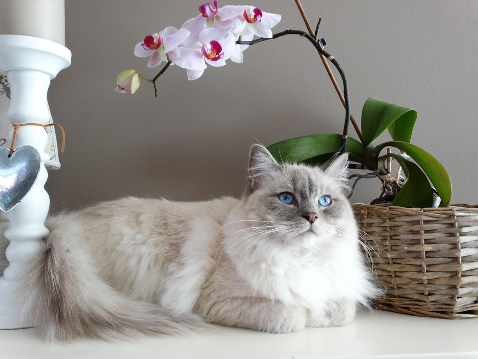 Ragdoll liegt neben einer Orchidee. Sie sieht mit ihren blauen Augen engelhaft aus. Denken Sie jedoch daran, dass die Orchidee für Katzen giftig ist.