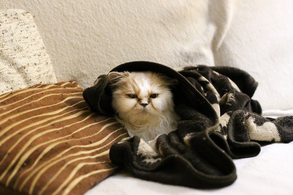 Ein Pers liegt auf der Couch unter einer Decke. Sieht aus wie eine Katze in schlechtem Zustand.