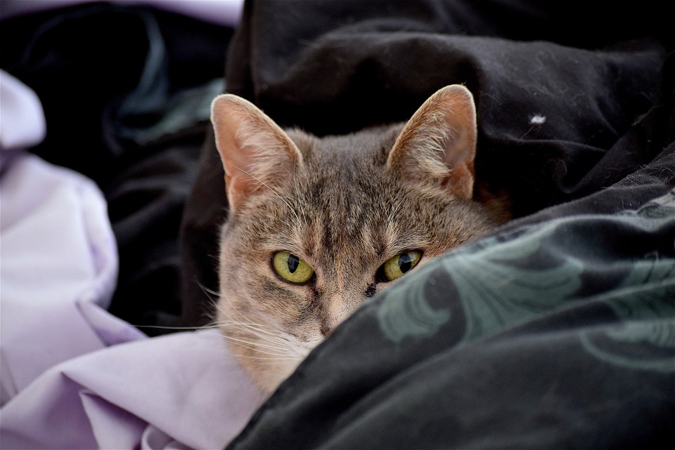 Graue Katze liegt im Bettzeug. Ein Auge ist vereitert. Wie erkennt man Allergie bei Katze?