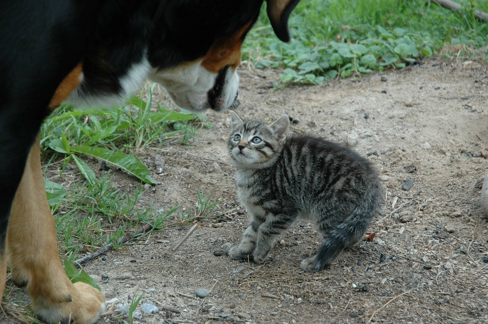 Ein großer Berner Sennenhund nähert sich einem kleinen Kätzchen. Das Kätzchen hat Angst und ist pompös.
