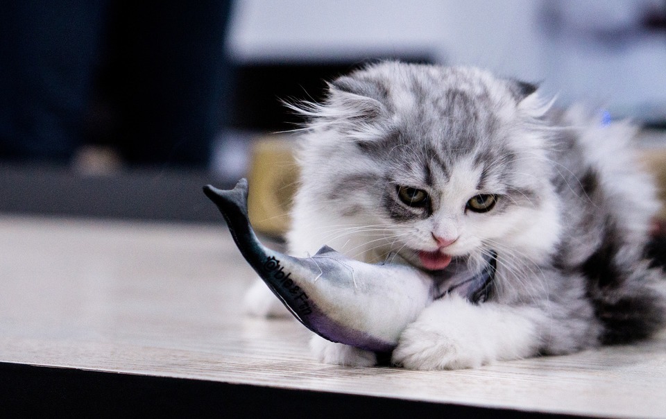 Eine langhaarige Katze spielt mit einem Stofftier, einer perfekt reproduzierten Makrele