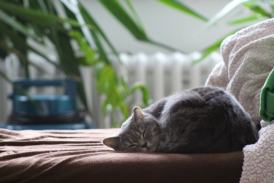 Die graue Katze schläft zusammengerollt. Schützen Sie Ihre Katze vor dem Verzehr giftiger Pflanzen.