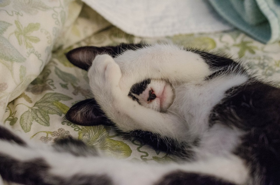 Das Kätzchen mit einem Fleck auf der Nase schläft auf dem Bett
