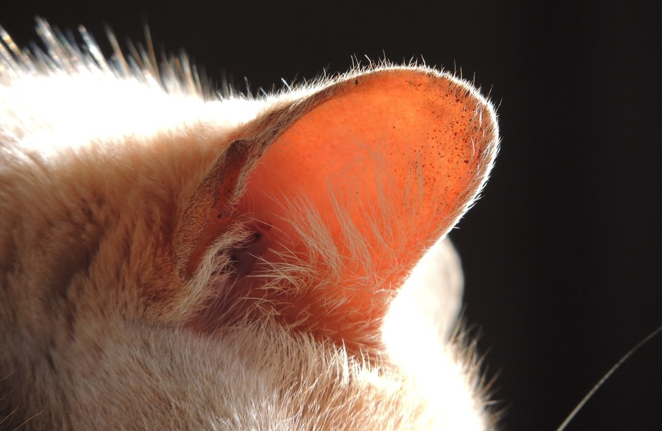 Katzenohr Ohrmuschel. Sichtbare Haare schützen den Eingang zum Gehörgang und kleine Flecken auf der Ohrmuschel.