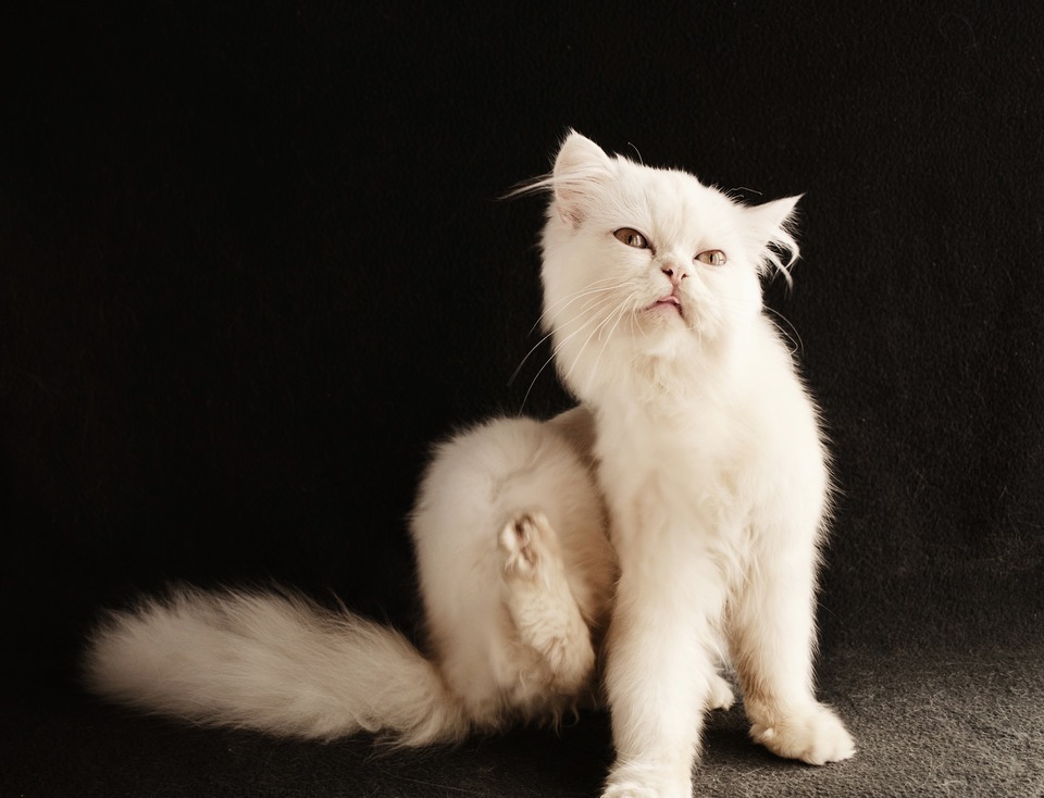Die weiße langhaarige Katze kratzt sich an der Hinterpfote. Starker Juckreiz bei Tieren und Menschen kann das erste Anzeichen von Flöhen zu Hause sein.