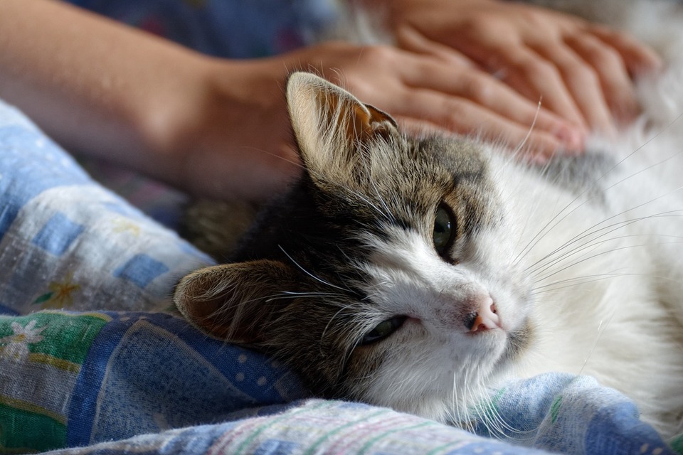 Eine entspannte Katze während einer Körpermassage.