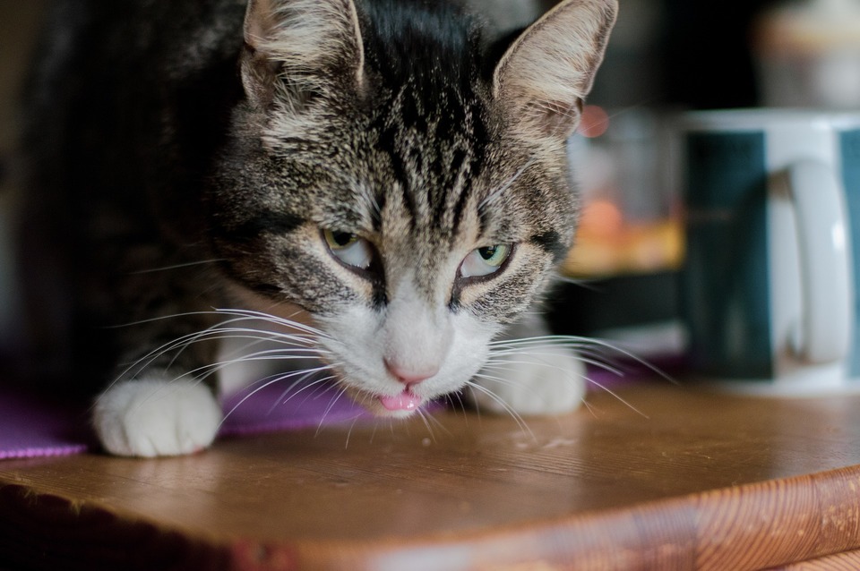Die Sichtbarkeit der dritten Augenlider ist ein Zeichen für die schlechte Gesundheit der Katze. Dies sollte nicht leicht genommen werden. Sichtbare dritte Augenlider können auf einen starken Befall des Katzenorganismus hinweisen.