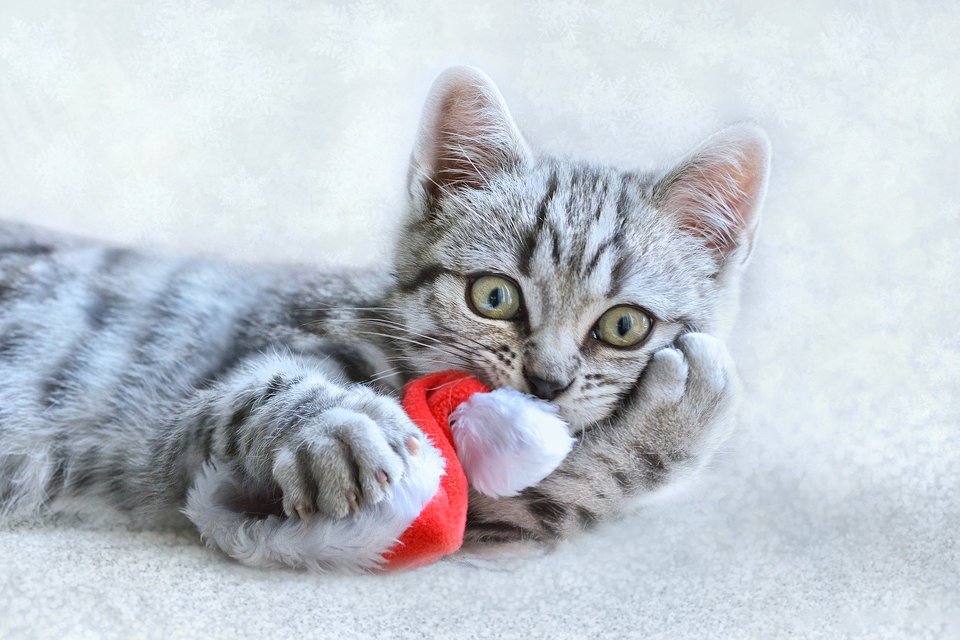 Kuscheltiere mit Catnip oder Katzenminze sind ein tolles Spielzeug für Katzen. Sie lenken die Aufmerksamkeit der Katze von Weihnachtskugeln und anderen Weihnachtsdekorationen ab.