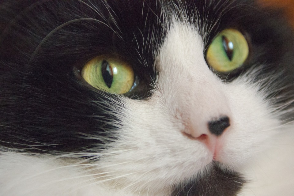 Eine Katze mit grünen Augen und einem großen schwarzen Fleck in der Nase