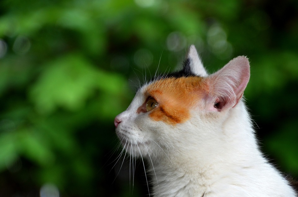 Eine Katze mit geraden Ohren mit einem sichtbaren äußeren Auslass des Gehörgangs.