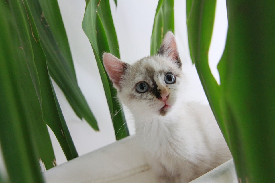 Eine weiße Katze mit blauen Augen zwischen Pflanzen, die für ihn gefährlich sind.