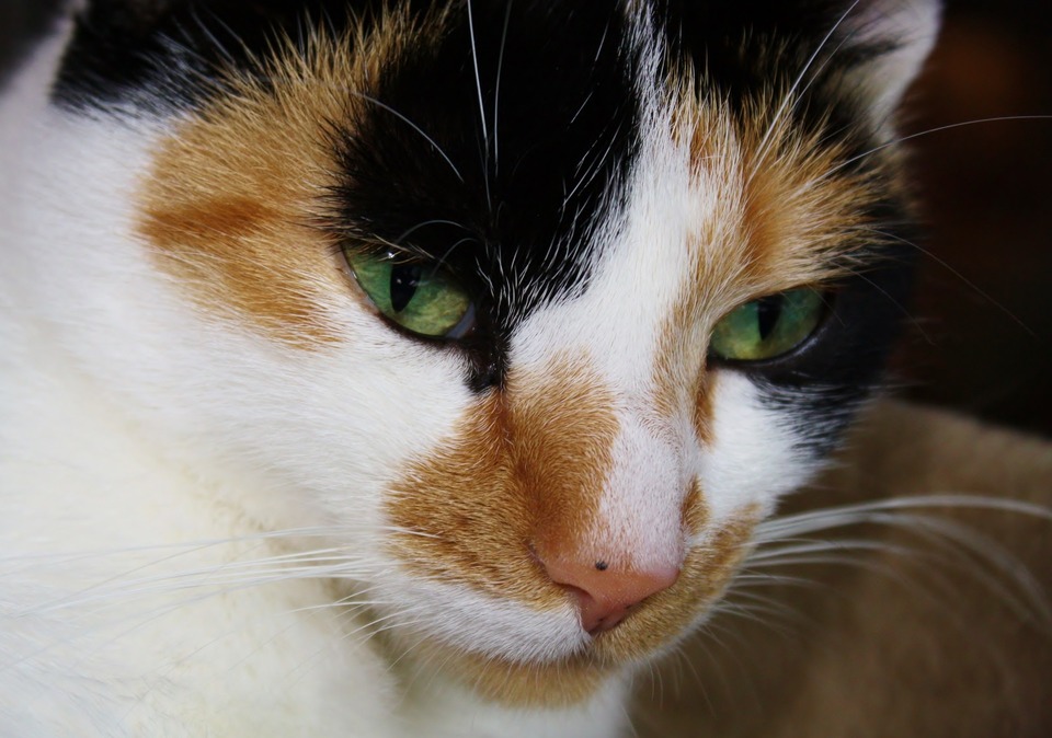 Eine Nahaufnahme des dreifarbigen Katzengesichts und des schwarzen Flecks auf seiner rosa Nase