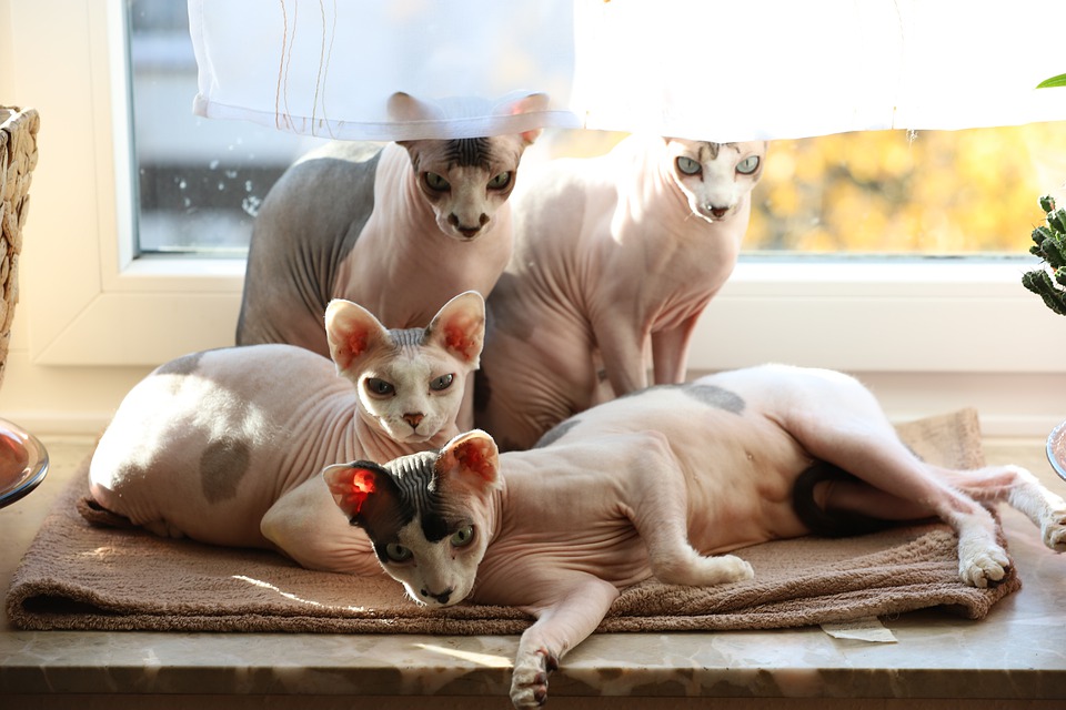 Eine Familie von Sphynx-Katzen. Der gesamte Generationsquerschnitt.