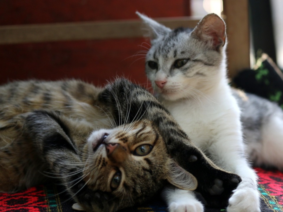 Zwei Katzen liegen nebeneinander. Die Katzen sind sozialisiert und ihre Körpersprache zeigt, dass sie sich zusammen gut fühlen. Dies wird durch entspannte Schnurrhaare und Muskeln, verengte Augen und eine leichte Körperhaltung angezeigt.