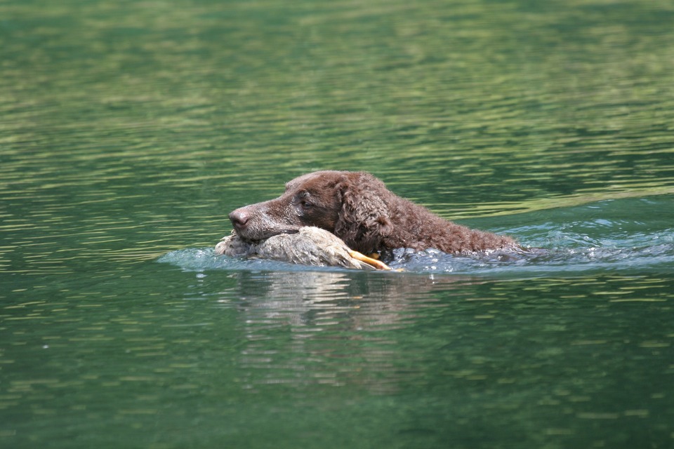 Curly Coated Retriever gehört zu Apportier- Wasser-,  und Wachtelhunde. Diese Hunde haben Tiere im Wasser gefangen.