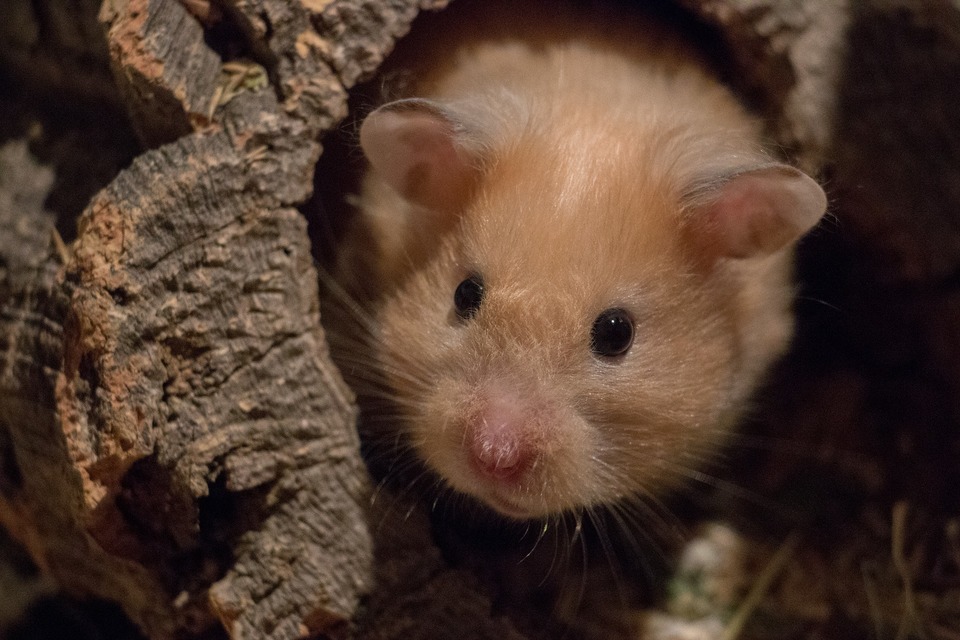 Syrische Hamster kommen in verschiedenen Varianten vor und können unterschiedliche Fellstrukturen aufweisen.