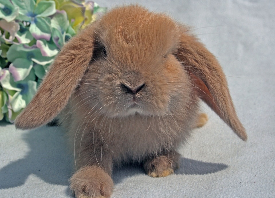 Das süße gefaltete Kaninchen schaut direkt in die Kamera. Mini-Lop-Kaninchen mögen menschlichen Kontakt sehr.