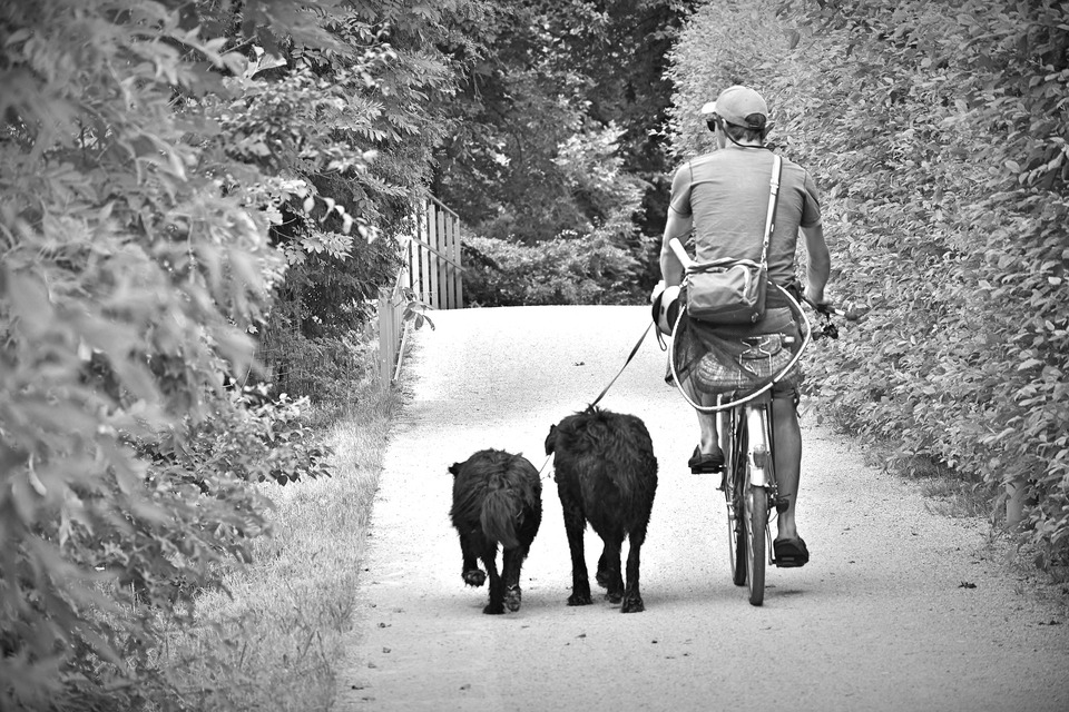 Ein Mann, der Fahrrad fährt, hält die Leinen von zwei Hunden, die neben ihm rennen.