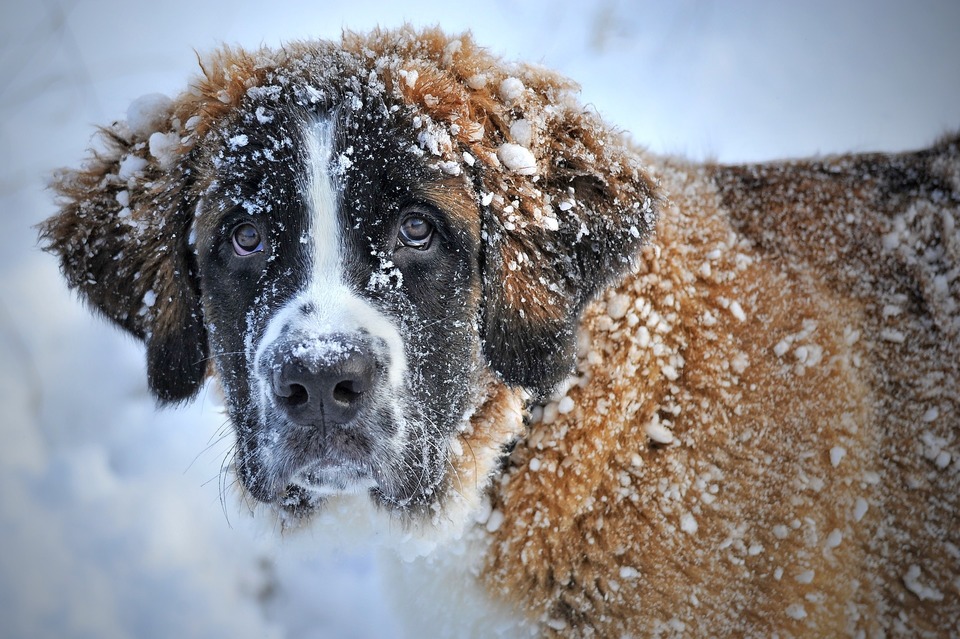 Der Bernhardiner, der im Schnee spielt. Dickes und dichtes Fell schützt den Hund vor Kälte und übermäßiger Hitze.