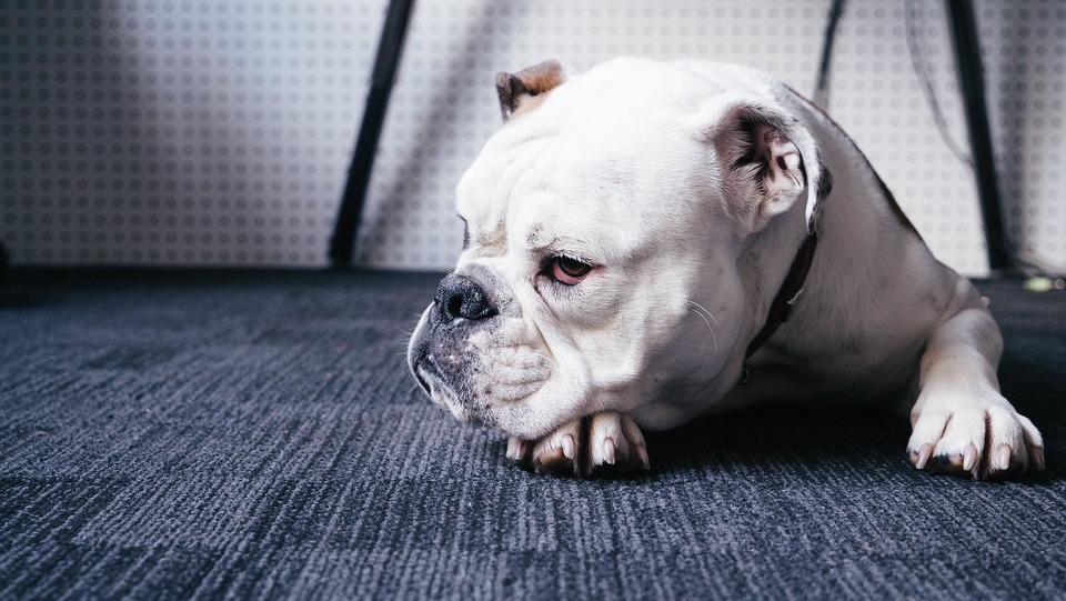 Bauchschmerzen und Apathie sind mit Durchfall bei einem Hund verbunden. Finden Sie Ihrem Hund einen warmen, ruhigen und sauberen Platz, damit er sich erholen kann.