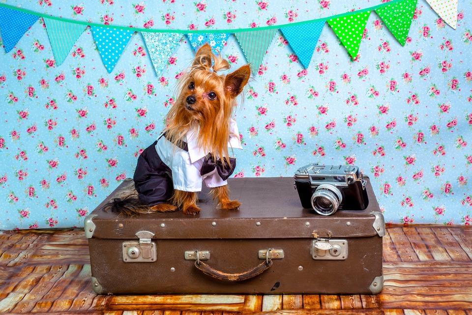 Yorkshire Terrier Hund sitzt ruhig auf einem Koffer