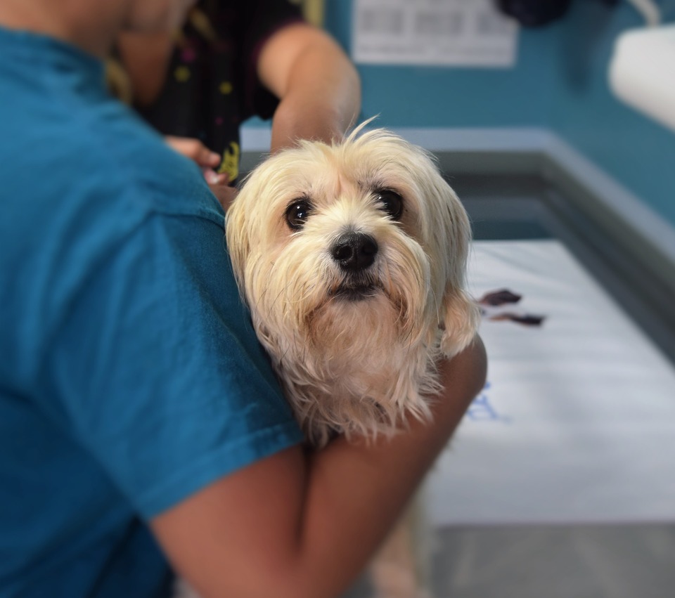 Hund beim Tierarzt. Er wartet auf die Injektion. Das Hacken eines Hundes ist ein einfaches Verfahren, eine Injektion wird durchgeführt.