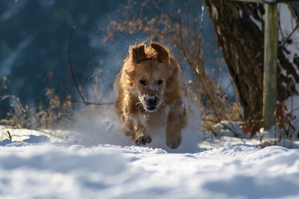 Golden Retriever läuft im Schnee. Für Hunde dieser Rasse ist ein kurzer Aufenthalt in der Kälte nicht gefährlich.
