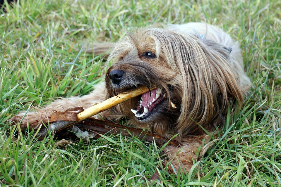 Natürliche, harte Kauprodukte können gegeben werden, um die Zähne Ihres Hundes zu reinigen. Mann kann natürliche Kaue wie Hörner, Beine mit Hufen und sogar Karotten geben. 