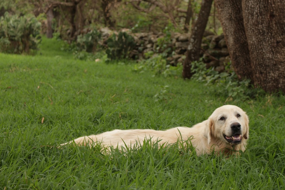 Labrador in einem Grasdickicht. Bei jedem Spaziergang kann der Hund ungebetene Gäste mitbringen.