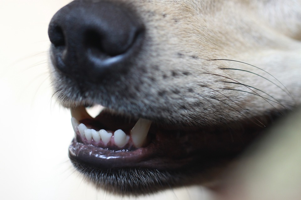 Die Zähne des Hundes sind auch Zahnstein ausgesetzt. Wir sollten unseren Hund schon in jungen Jahren ans Zähneputzen gewöhnen.