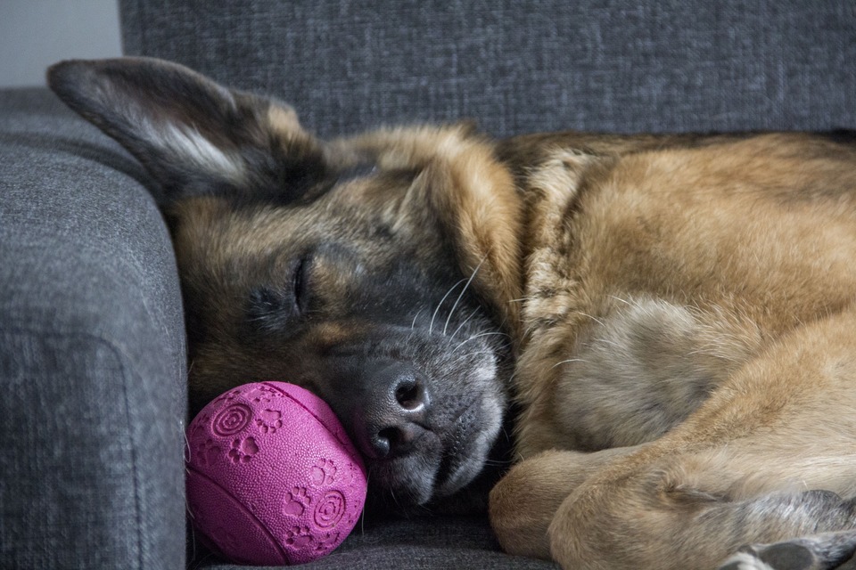 Ein junger deutscher Schäferhund schlief müde auf der Couch.