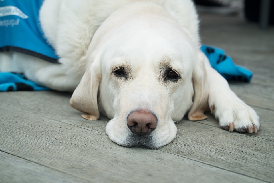 Der cremefarbene Labrador liegt auf einer Decke und schaut traurig weg