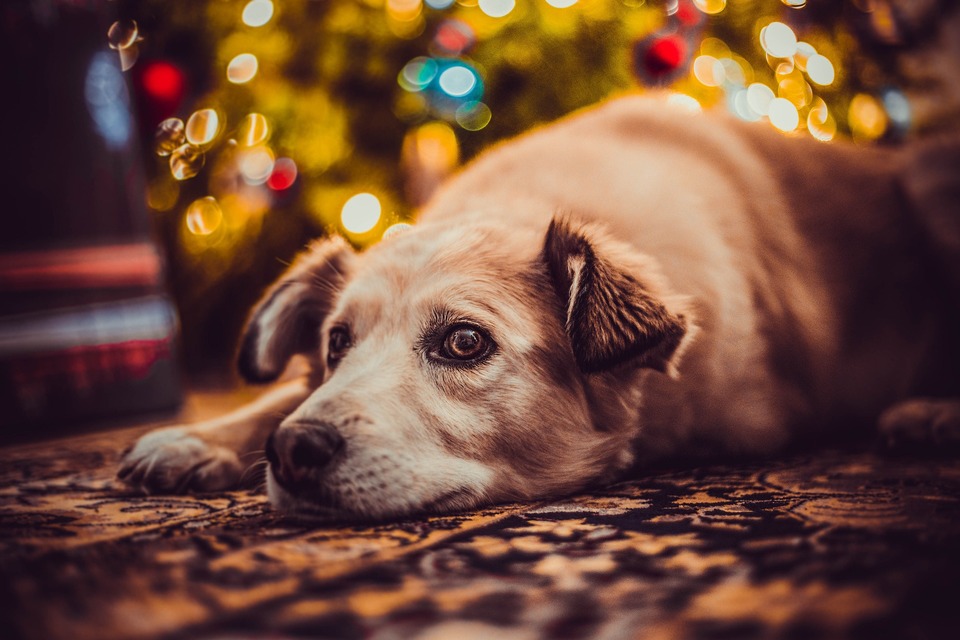 Weihnachten kann für einen Hund ein stressiges Erlebnis sein. Nehmen wir uns also viel Zeit für Haustiere und gewähren ein wenig Ruhe.