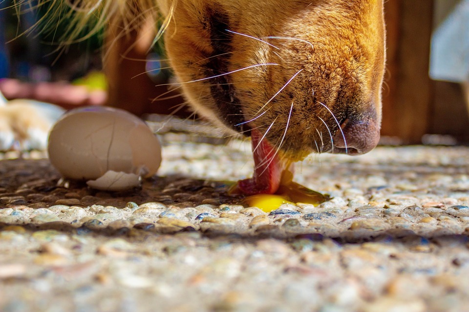 Der Hund leckt das rohe Eigelb. Eier sind eine Quelle für Vitamine und Aminosäuren. Sie liefern Biotin und Omega-Säuren.