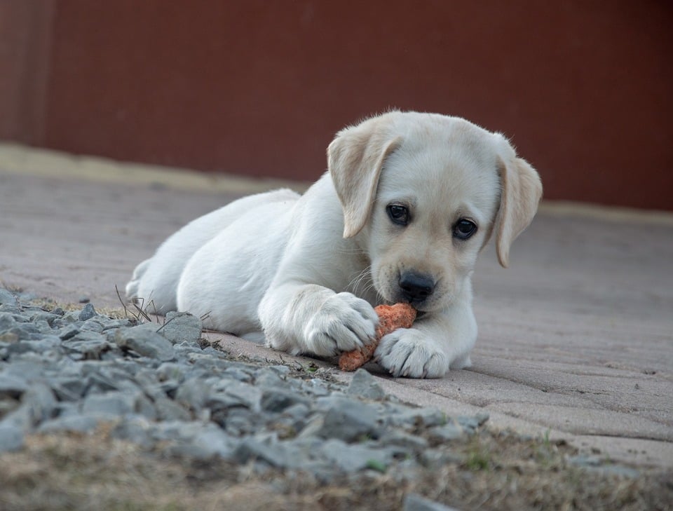 Ein Labrador-Welpe isst eine Karotte. Karotten sind gut zum Kauen - sie stärken den Kiefer Ihres Hundes und halten ihn gesund.