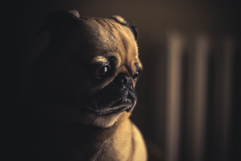 Trauriger Mops in einem dunklen Raum. Möpse sind eine ziemlich kranke Hunderasse, sie können sich oft unwohl fühlen, besonders seitens des Verdauungssystems.