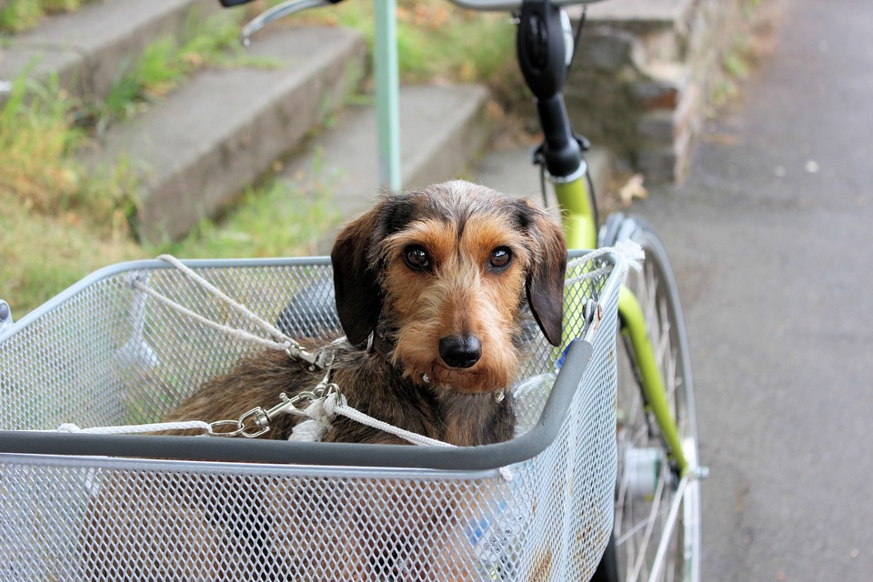 Der Hund im Korb, genau am Korb und am Fahrrad befestigt. Reisesicherheit ist von größter Bedeutung.