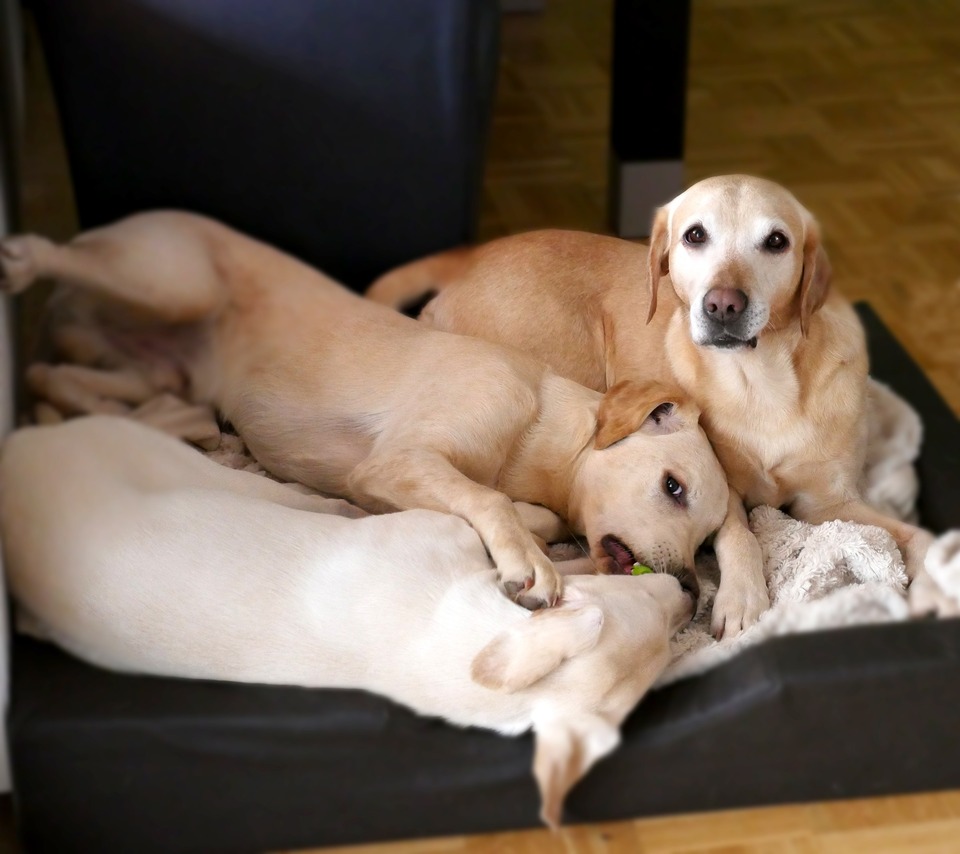 Eine Hundemutter mit zwei Labrador Retriever Welpen.