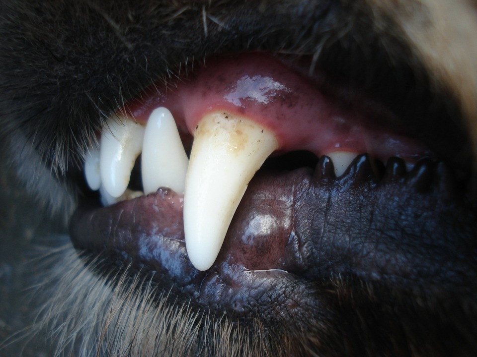 Der Zahnstein des Tieres ist unter Narkose entfernt. Es lohnt sich, Zähne und Zahnfleisch Ihres Hundes regelmäßig zu prüfen. 