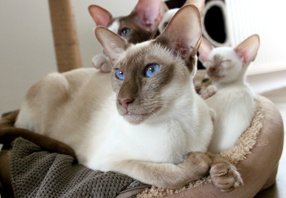Mutter einer siamesischen Katze mit jungen Kätzchen.