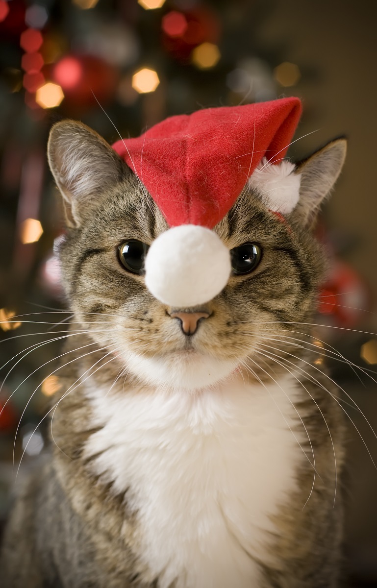Eine Katze mit einer Weihnachtsmütze auf dem Kopf. Hilf der Katze, diese verrückte und nervöse Zeit zu überleben. Katzen werden auch gestresst.