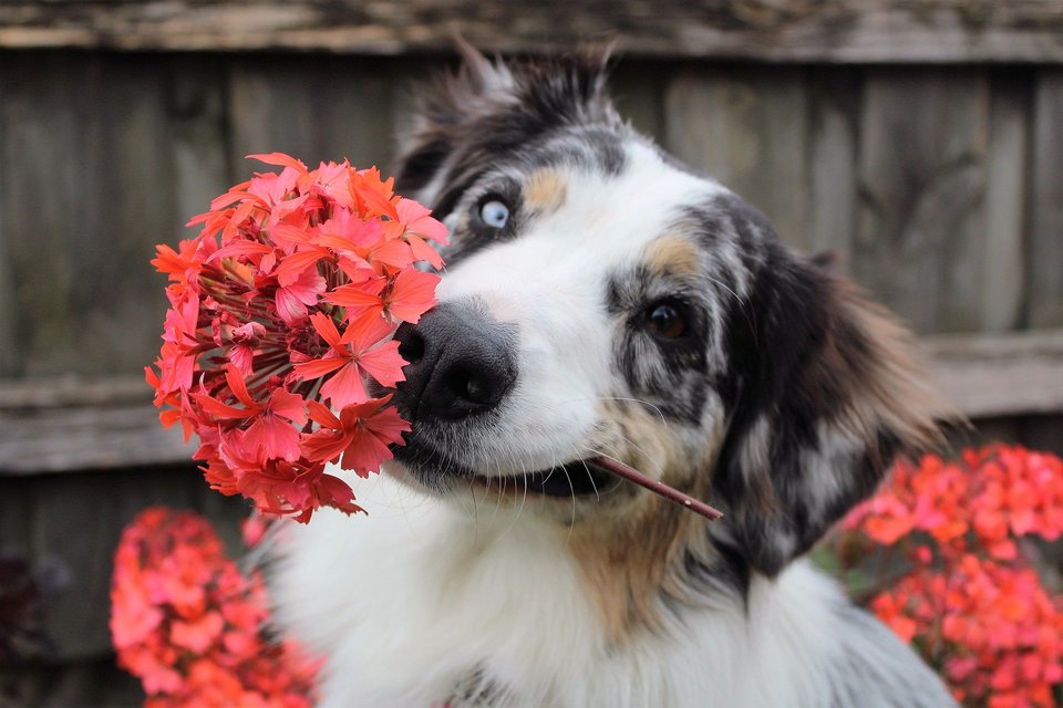 Der Australian Shepherd mit Blumen hat zweifarbige Augen. Manchmal haben Hunde Sonderzeichen, die es einfach machen, einen Namen für den Hund zu wählen.