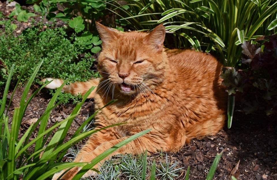 Die große rote Katze lüftet auf dem Feld.